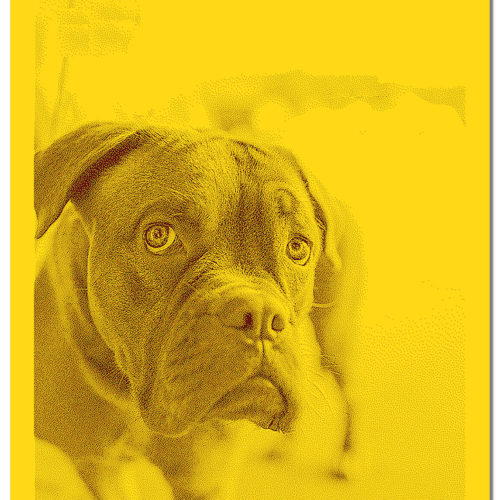 Strickdecke 2-farb Hundedecke