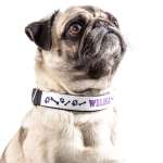 🖼️ 262465-1-hundehalsband-klein.jpg | Individuelle 🎁 persönliche 🎁 personalisierte Geschenke bedruckt ▪ bestickt ▪ graviert Bild von hundehalsband kleinjpg | Individuelle 🎁 persönliche 🎁 personalisierte Geschenke bedruckt ▪ bestickt ▪ graviert
