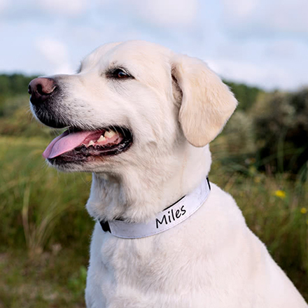Bild von   hundehalsband m personalisiertjpg | Individuelle 🎁 persönliche 🎁 personalisierte Geschenke bedruckt ▪ bestickt ▪ graviert