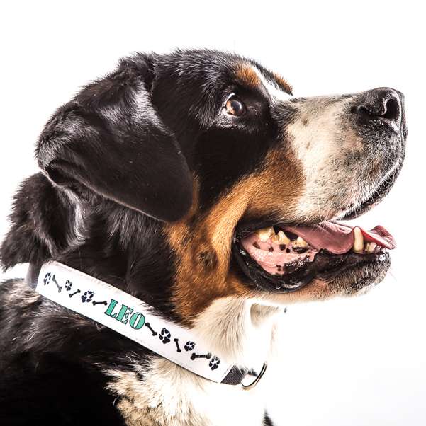 Bild von   hundehalsband grossjpg | Individuelle 🎁 persönliche 🎁 personalisierte Geschenke bedruckt ▪ bestickt ▪ graviert