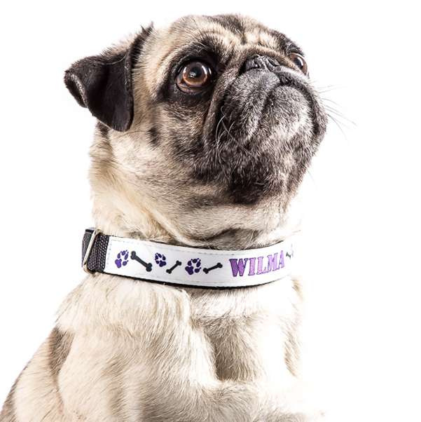 Bild von   hundehalsband kleinjpg | Individuelle 🎁 persönliche 🎁 personalisierte Geschenke bedruckt ▪ bestickt ▪ graviert